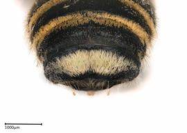   Megachile albitarsisnbsp; male apical terga, photo: Colleen Meidt 
